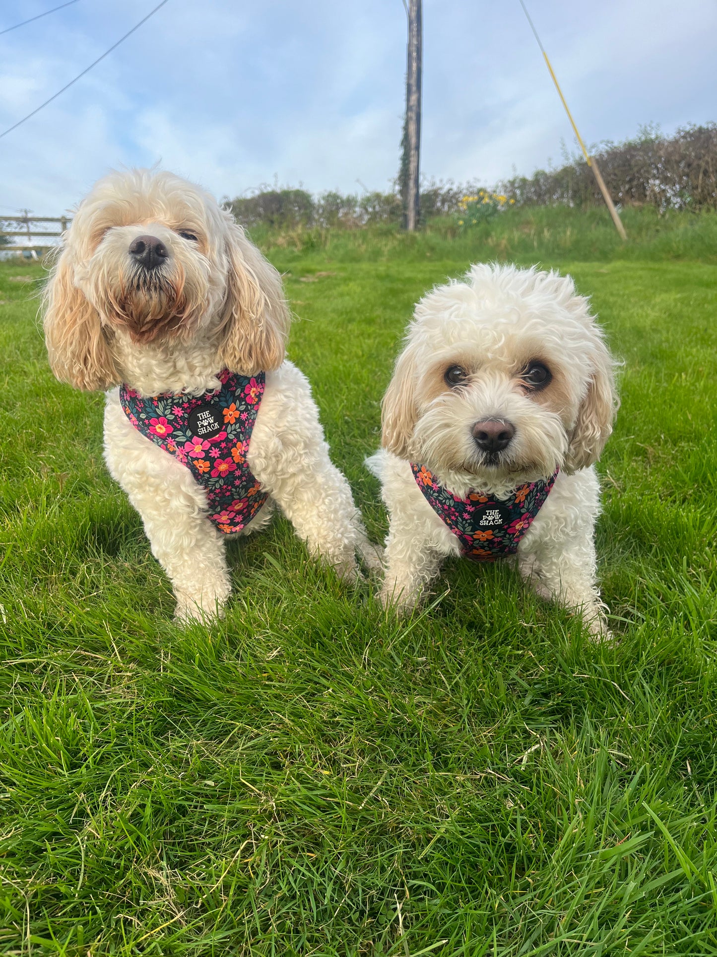 The Lulu - Collar