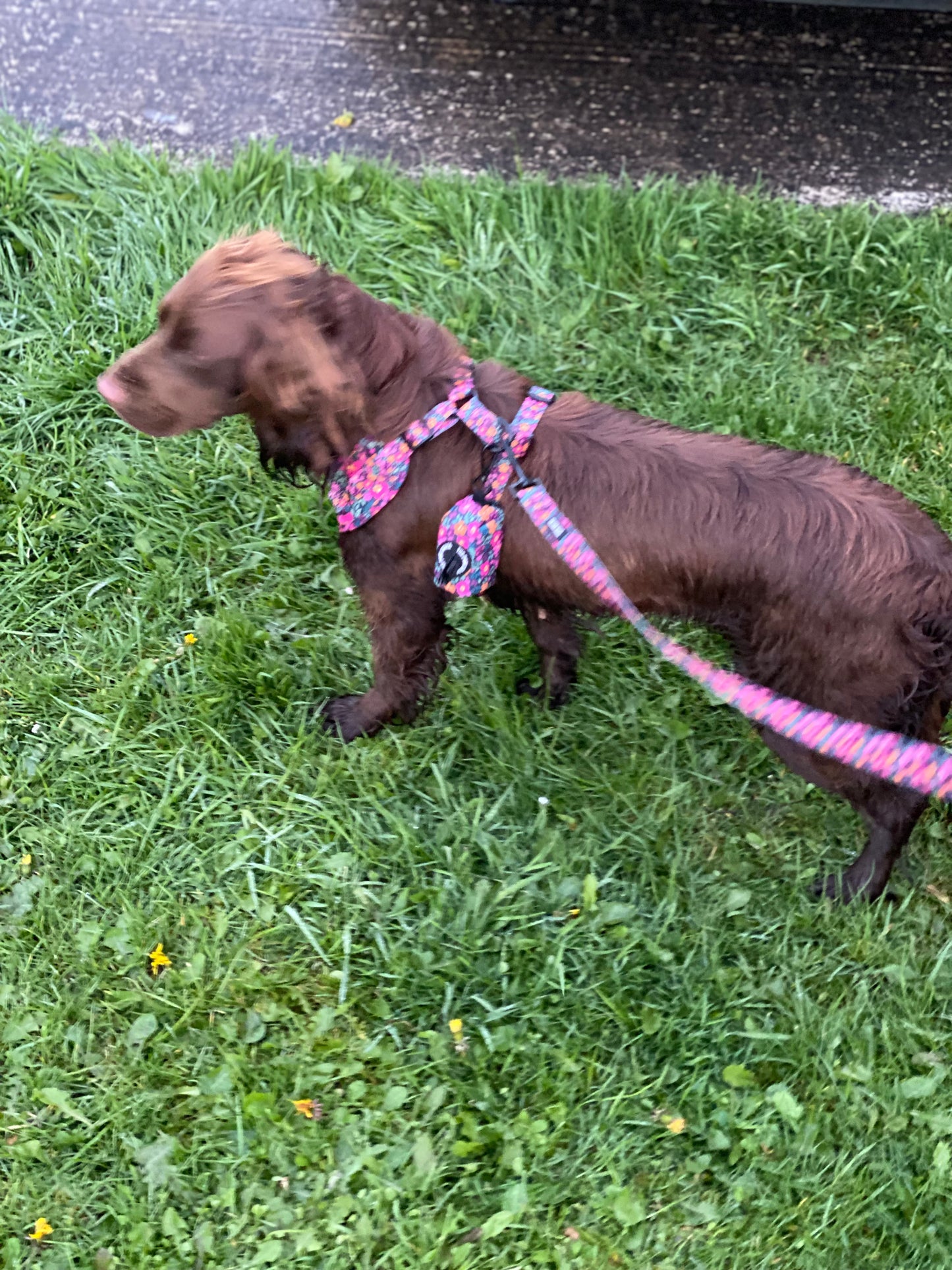 The Lulu - Poo Bag Holder