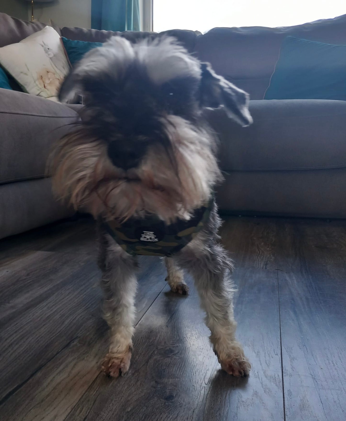 The Rambo - Harness