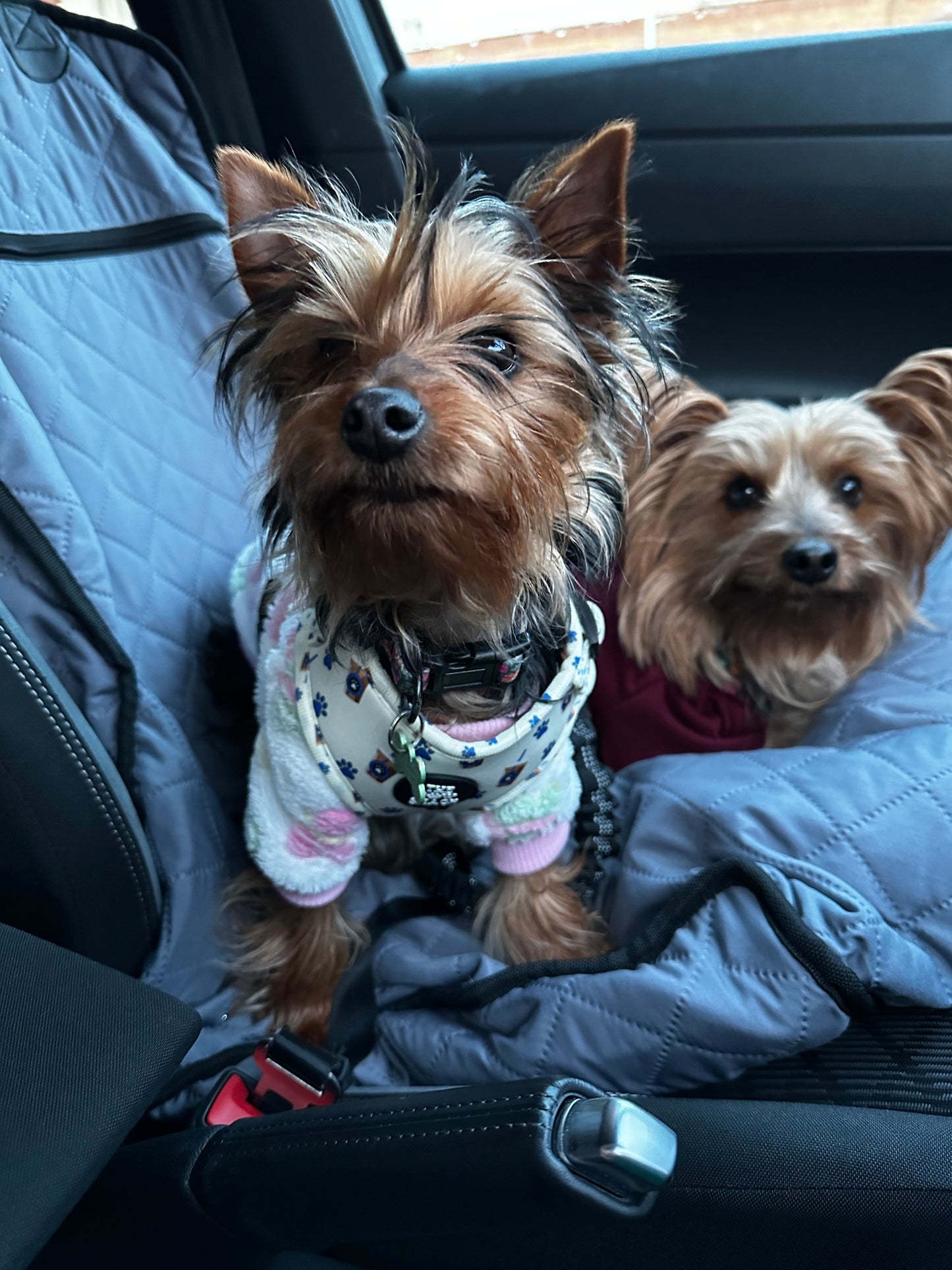 Pups & Cups - Collar