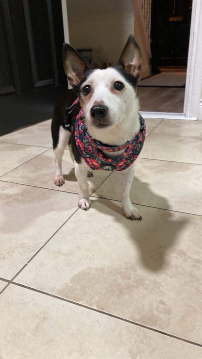 The Lulu - Full Matching Set